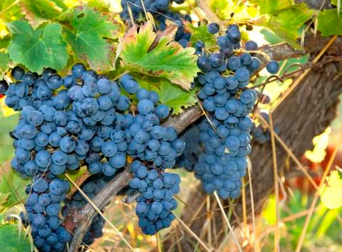 Wine grapes Foto stock
