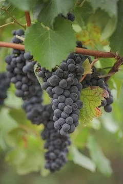Wine Grapes Foto stock