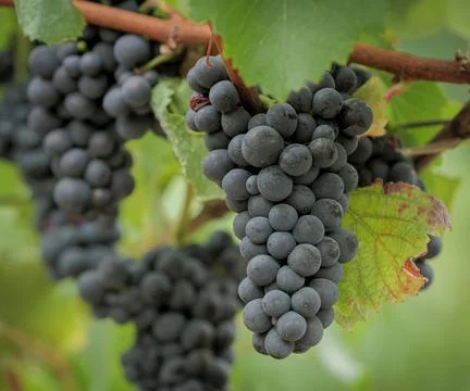 Wine Grapes Foto stock