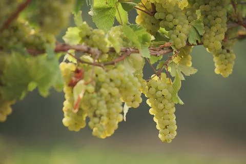 Wine Grapes Foto stock