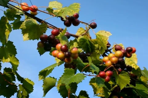 Wine grapes ripening after summer rain in vineyard in breeze against blue sky Stock Footage