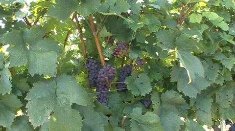 Wine grapes ripening in a vineyard Stock-Footage 35582883