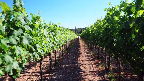 Wine grapes in urla vineyards Video stock 266454736