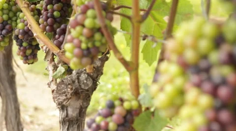 Wine Grapes on the Vine Video stock 62649392