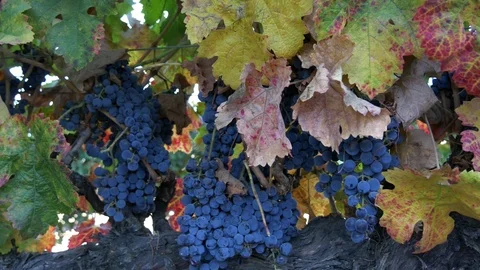 Wine grapes on the vine 動画素材 98903110