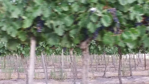 Wine grapes vineyard track Stock Footage 91901774