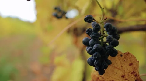 Wine Grapes in Vinyard Stock-Footage 66263708