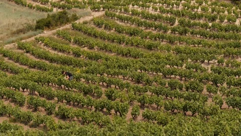 Wine grower checking his vine yard in la Rioja, Spain -medium shot Stock Footage 97947029