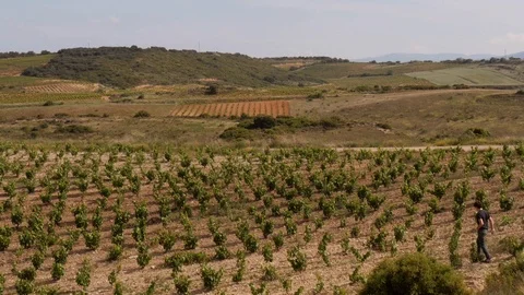 Wine grower walking through his vine yard in la Rioja, Spain Bike passing by Stock Footage 97947231