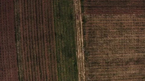 Wine growing top down view (4k 30p Drone) SS Stock Footage 225286979