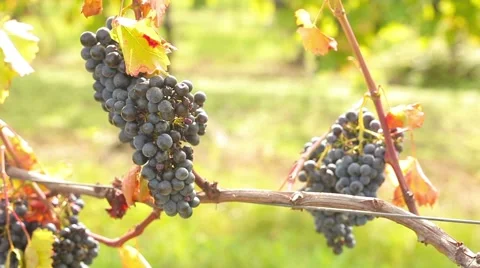 Wine harvesting Stock Footage 42141873