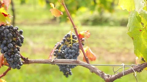 Wine harvesting Stock Footage 42141889