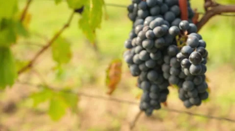 Wine harvesting Stock Footage 42141894