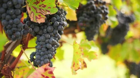 Wine harvesting Stock Footage 42141904