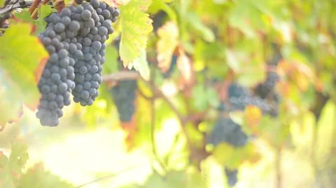 Wine harvesting Stock Footage 42141912