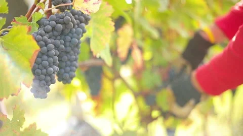 Wine harvesting Stock Footage 42141923