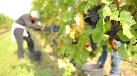 Wine harvesting Stock Footage 42141942