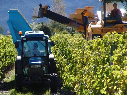 Wine harvesting - Machine Stock Photos