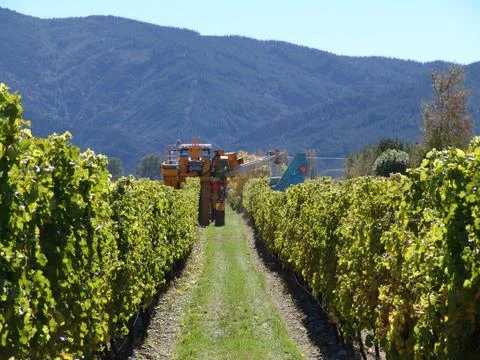 Wine harvesting - Machine Stock Photos