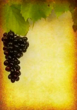 Wine label background Stock Photos