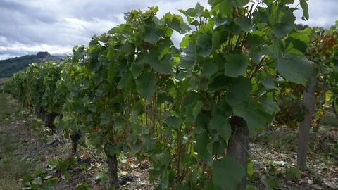  Wine landscape and vineyards Stock Footage 85864251