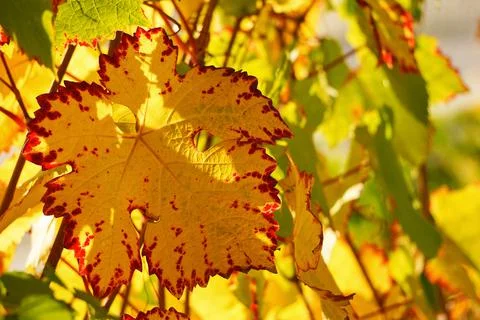 Wine leaf in autumn colors Stock Photos