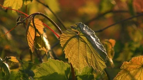 Wine leaf in backlight Video stock 411137