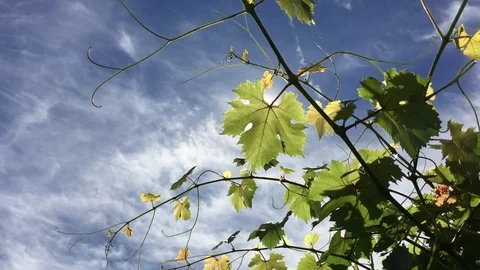 Wine leaf Stock Footage 73987000