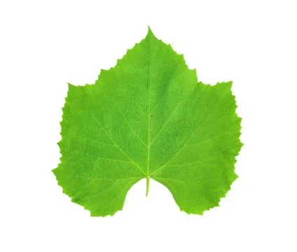 Wine leaf Stock Photos