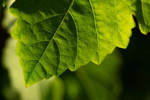 Wine leaf Stock Photos