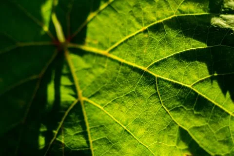 Wine leaf Stock Photos