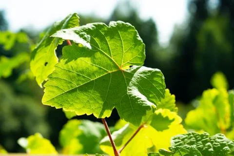 Wine leaf Stock Photos