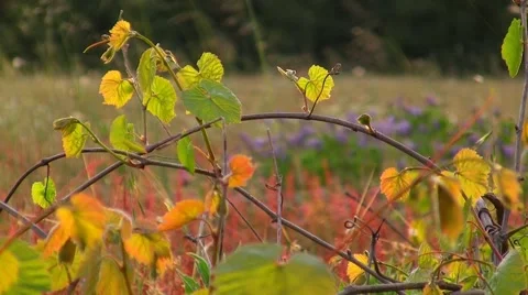 Wine leafs in evening light Stock Footage 5500628