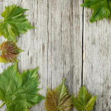 Wine leaves frame Stock Photos