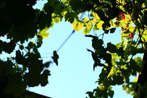 Wine leaves Stock Photos