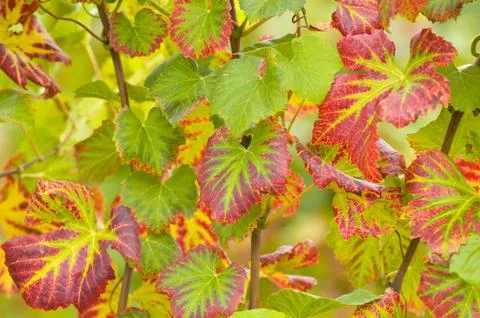 Wine leaves Stock Photos