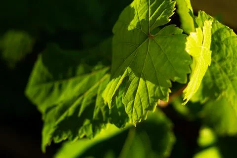 Wine  leaves Stock Photos