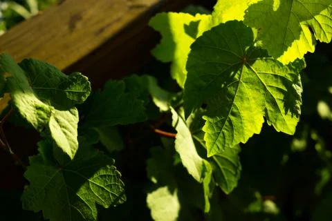 Wine  leaves Stock Photos