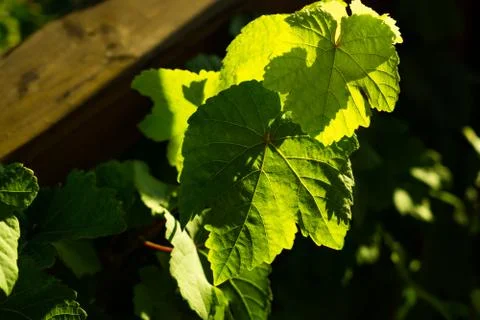 Wine  leaves Stock Photos