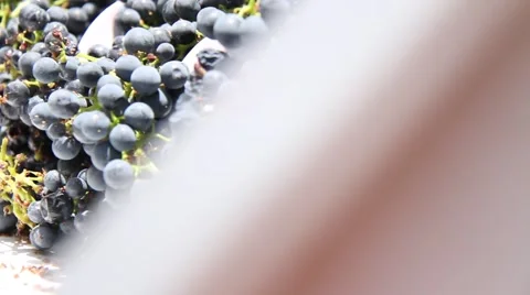 Wine Making Crusher Stock Footage 879618