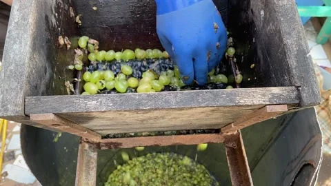 Wine-making. Technology of wine production. Vidéo 166217815