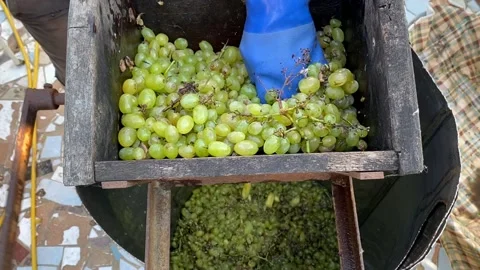 Wine-making. Technology of wine production. Stock Footage 166217902