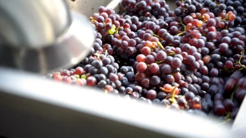 Wine must grape pressing Video stock 116654700