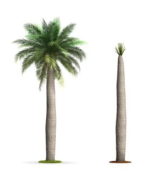 Wine palm tree. Stock Illustration