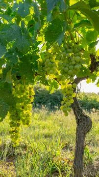 Wine plant Stock Photos