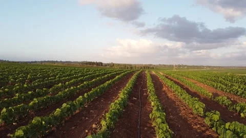 Wine plantation 動画素材 241320102