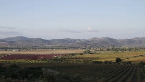 Wine plantations with mountains Video stock 77052069