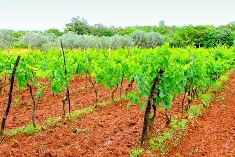 Wine plants Stock Photos