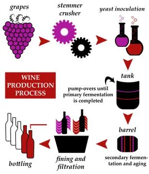 Wine production Stock Illustration