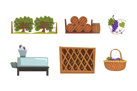 Wine production process. Grape harvesting, crushing, pressing, fermenting, aging Stock Illustration